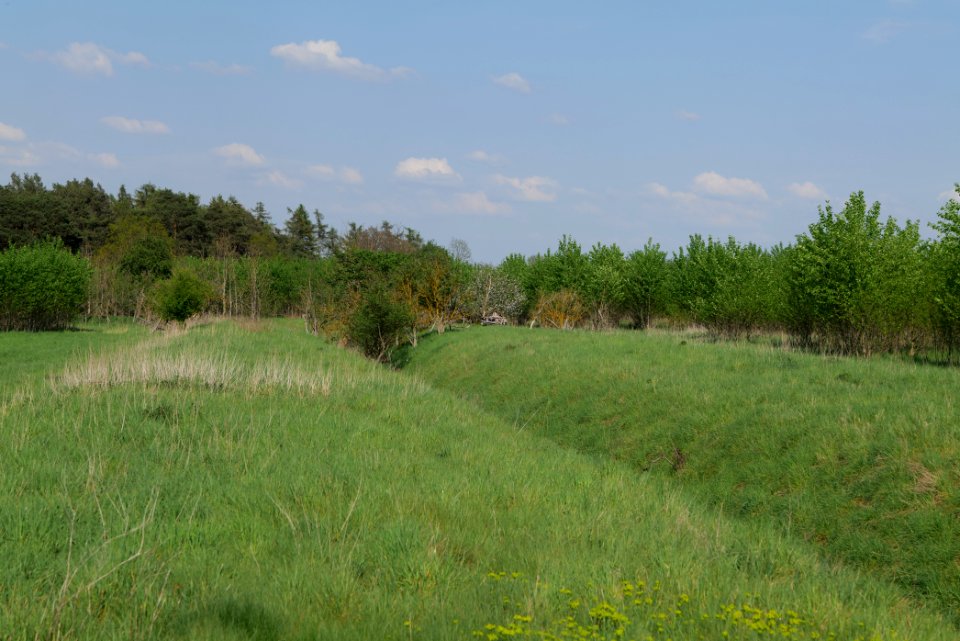 Meadow in Ragow 2021-05-11 12