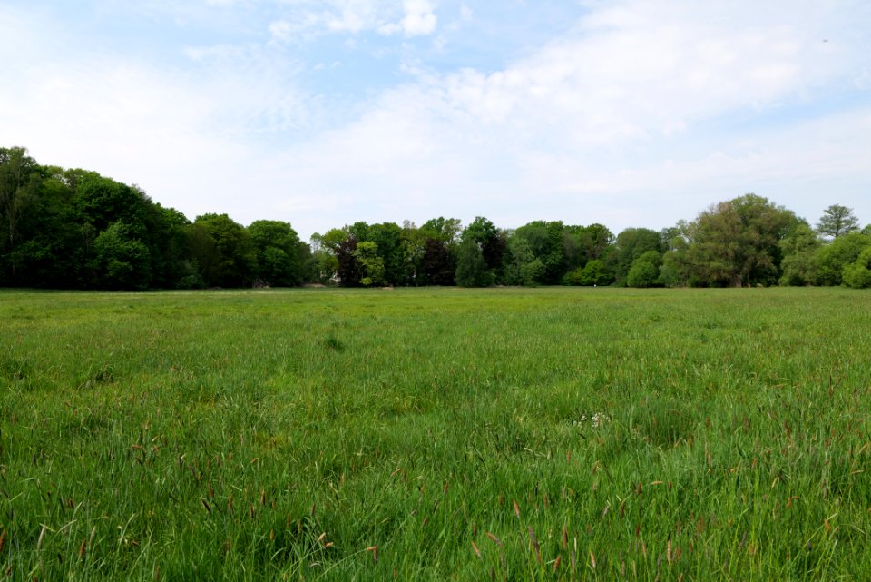 Meadow in Pinnow 2020-05-10 05