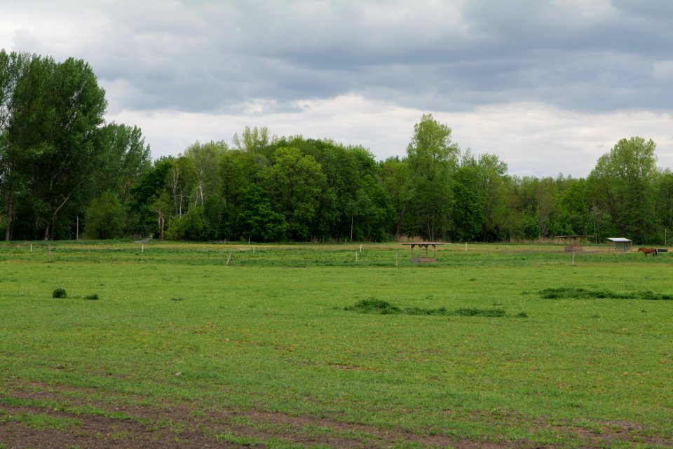Meadow in Fehrbellin 2020-05-15 08