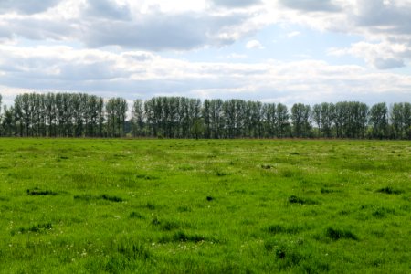 Meadow in Nauen 2020-05-15 10