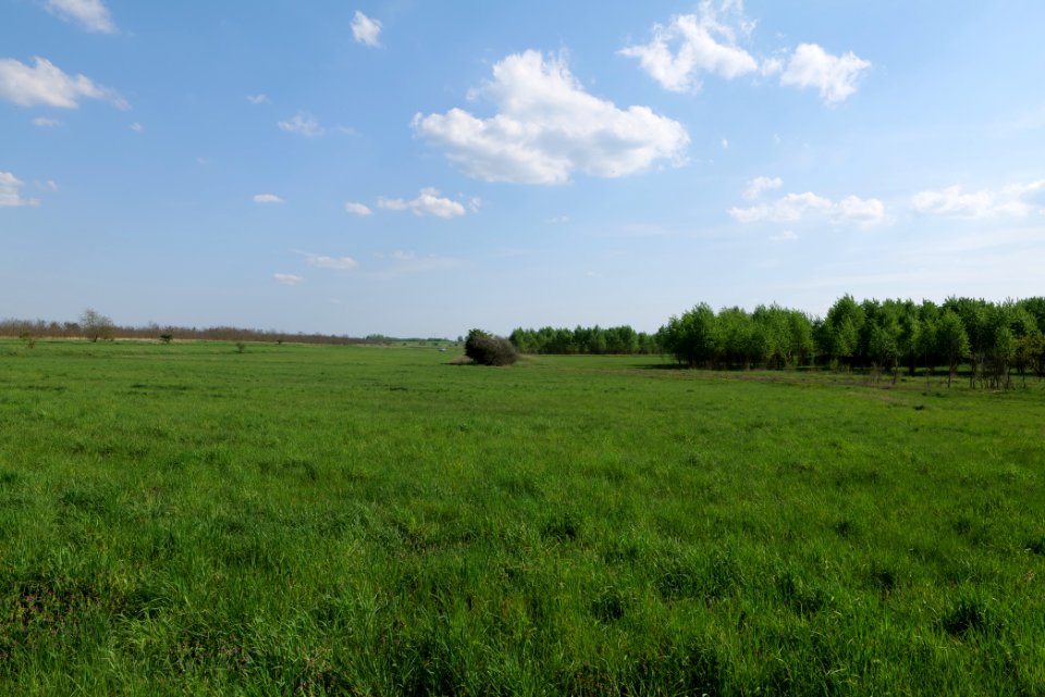 Meadow in Ragow 2021-05-11 01