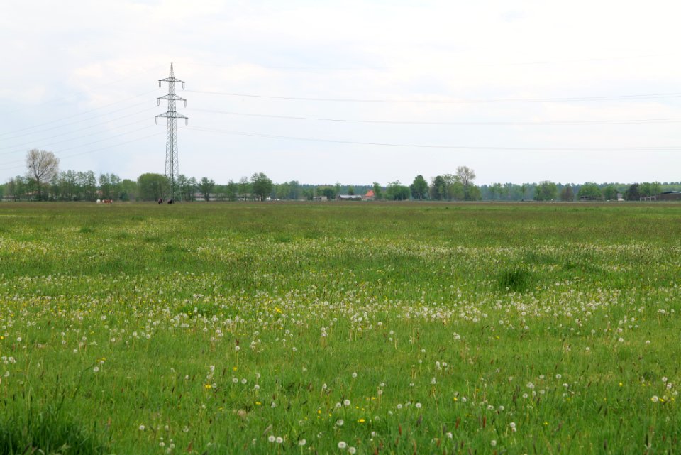 Meadow near Schleuensches Luch 2020-05-10 09