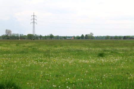 Meadow near Schleuensches Luch 2020-05-10 09