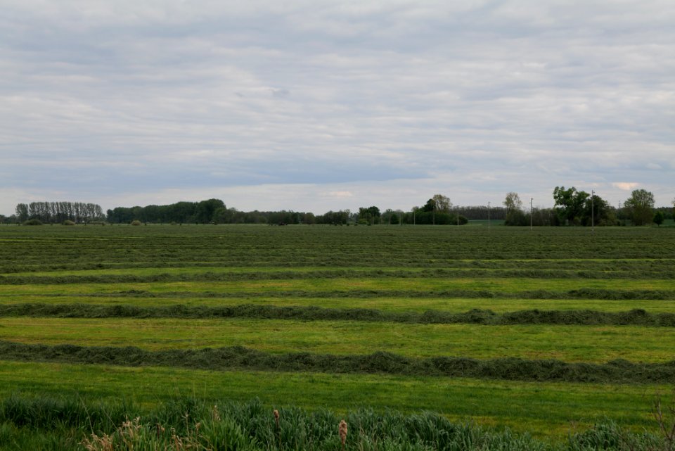 Meadow in Fehrbellin 2020-05-15 03
