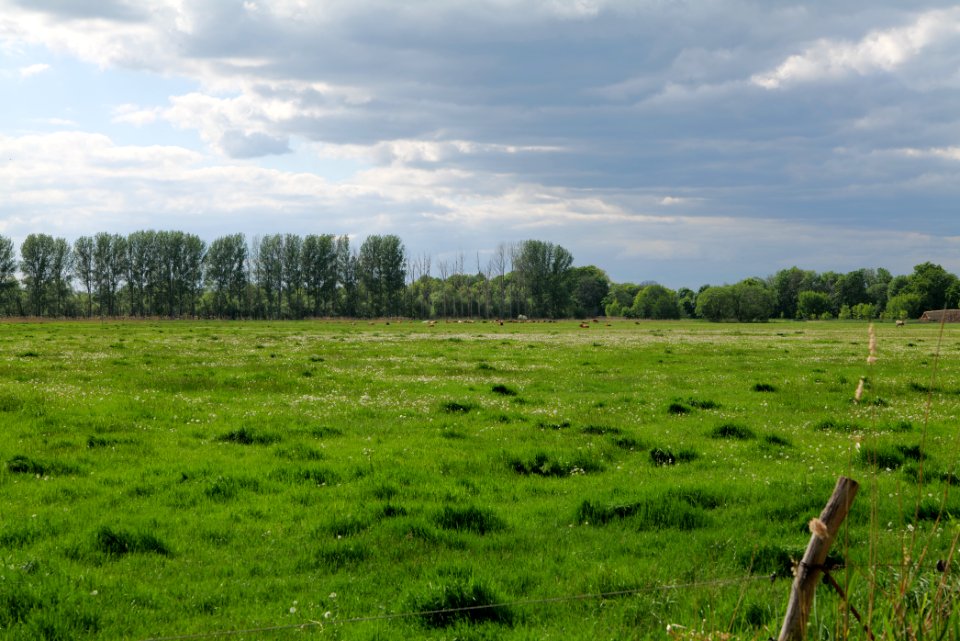 Meadow in Nauen 2020-05-15 07