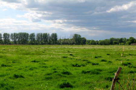 Meadow in Nauen 2020-05-15 07