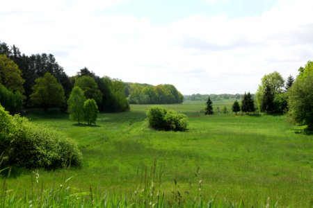 Meadow in Densow 2021-05-29 09