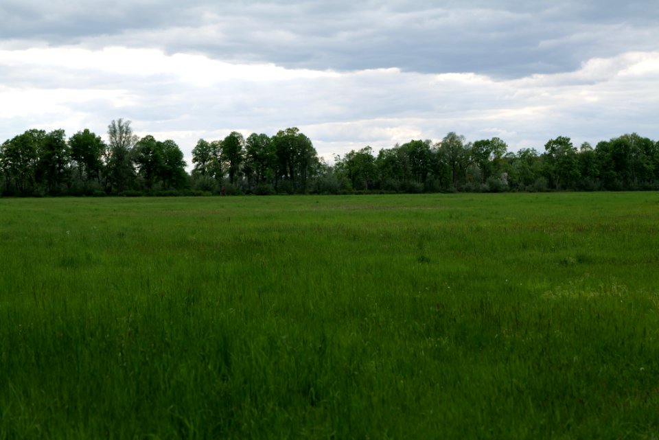 Meadow in Kremmen 2020-05-15 02
