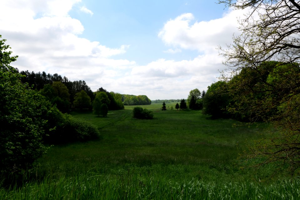 Meadow in Densow 2021-05-29 04
