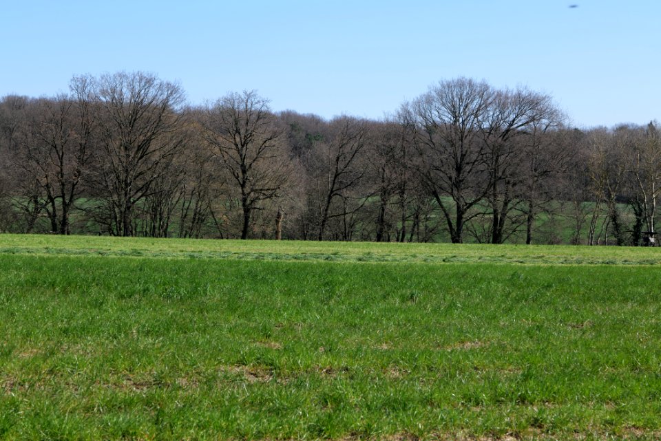 Meadow Oberhöchstadt 2020-03-25 14
