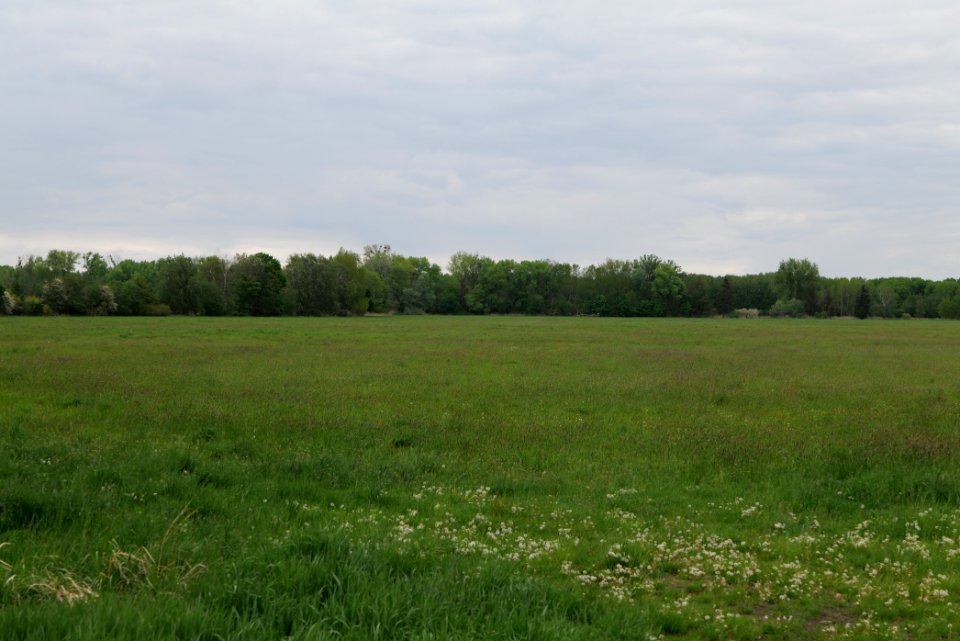 Meadow in Fehrbellin 2020-05-15 24