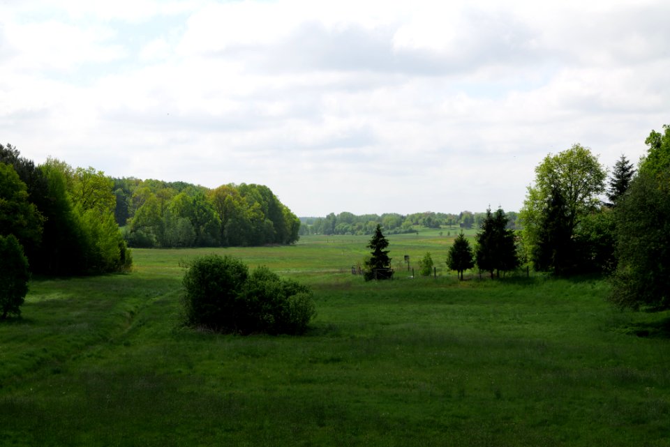 Meadow in Densow 2021-05-29 01