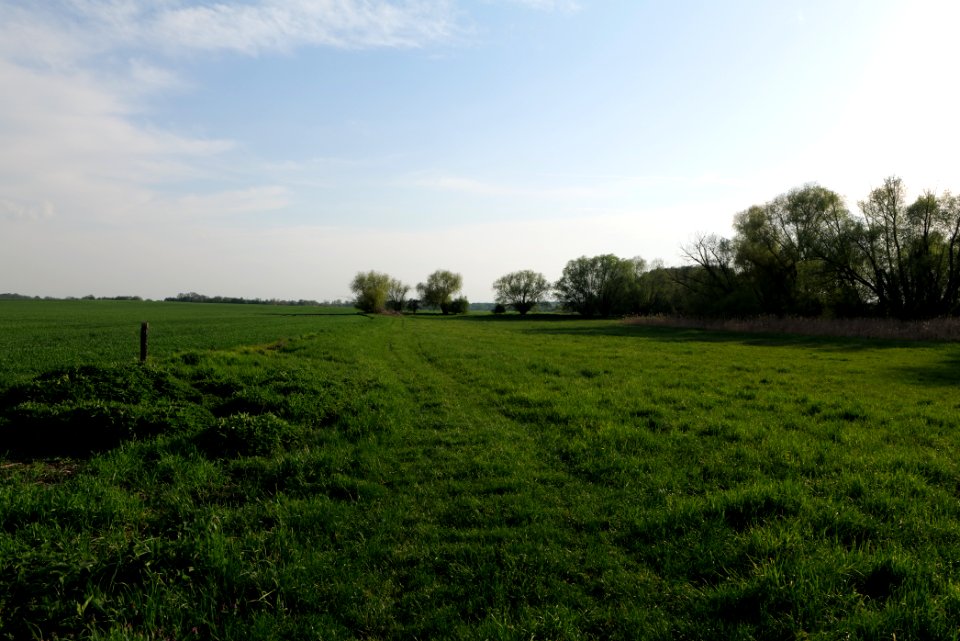 Meadow in Brusendorf 2021-05-11 24