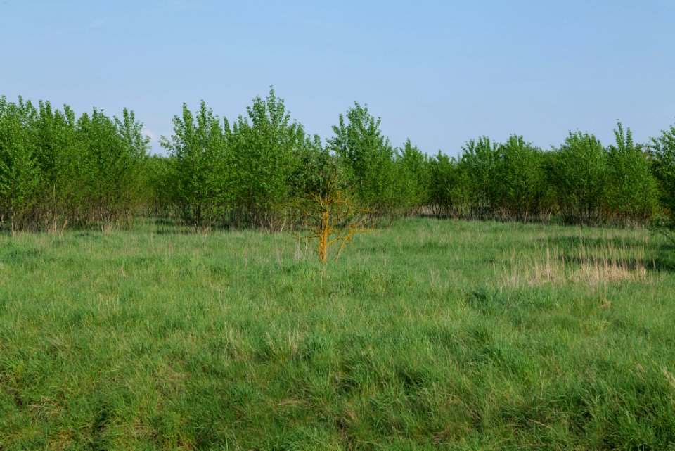 Meadow in Ragow 2021-05-11 13