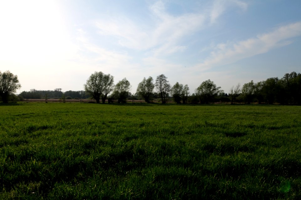 Meadow in Brusendorf 2021-05-11 18