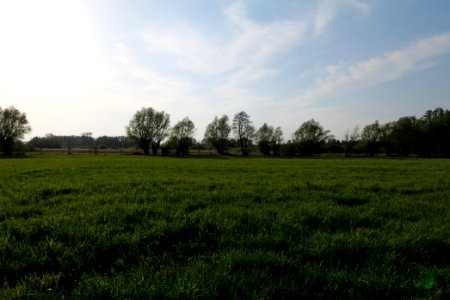 Meadow in Brusendorf 2021-05-11 18