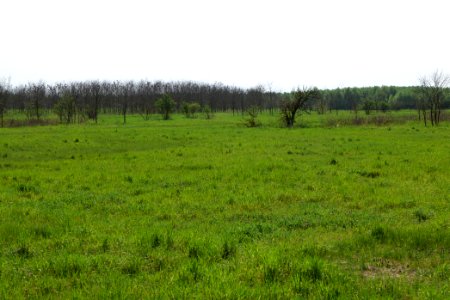 Meadow in Ragow 2021-05-11 05