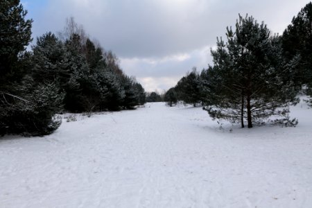 Meadow Fichtewiese Erlengrund Spandauer Forst with snow 2021-02-10 10