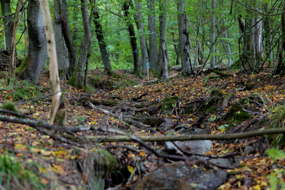 Maulbach forest 2020-10-05 14
