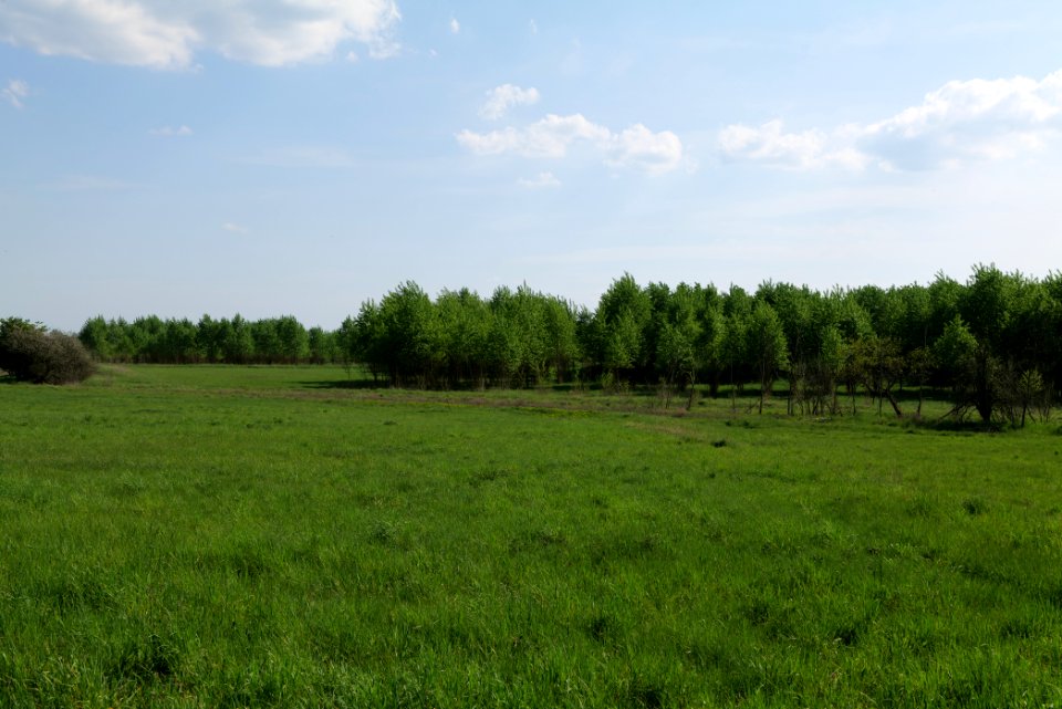 Meadow in Ragow 2021-05-11 03