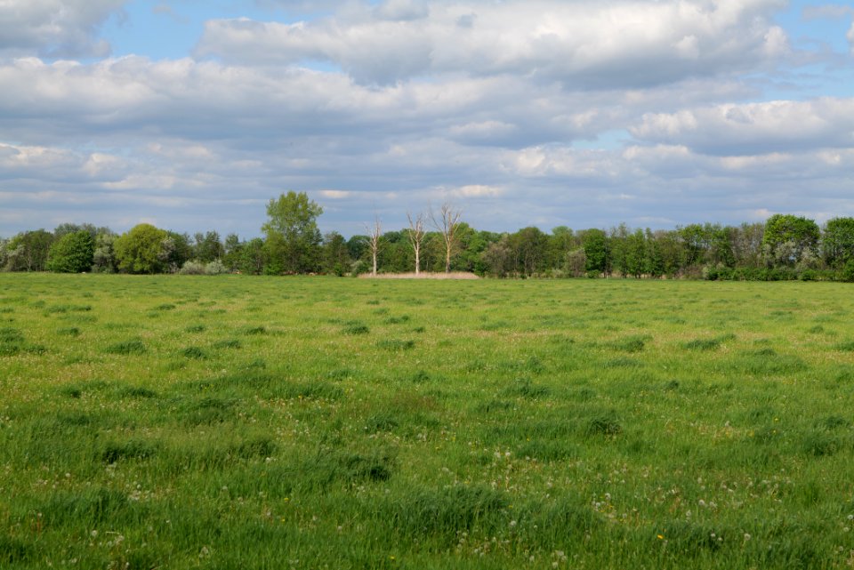 Meadow in Nauen 2020-05-15 03
