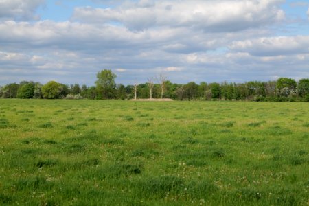 Meadow in Nauen 2020-05-15 03