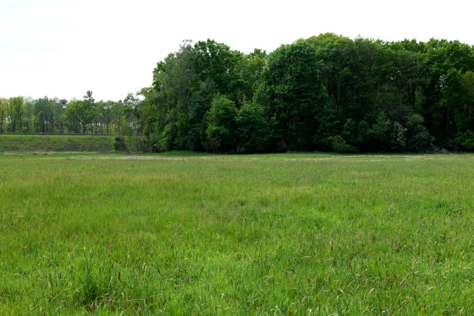 Meadow in Pinnow 2020-05-10 13