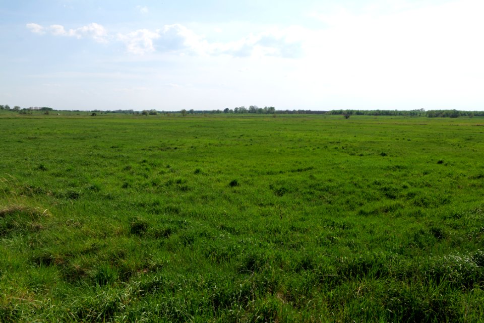 Meadow in Ragow 2021-05-11 15