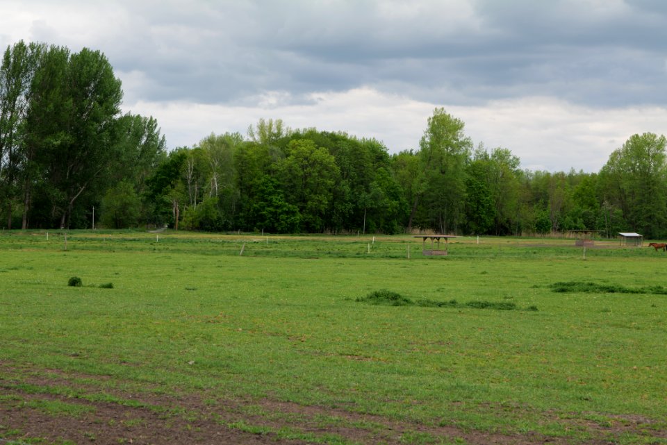 Meadow in Fehrbellin 2020-05-15 07