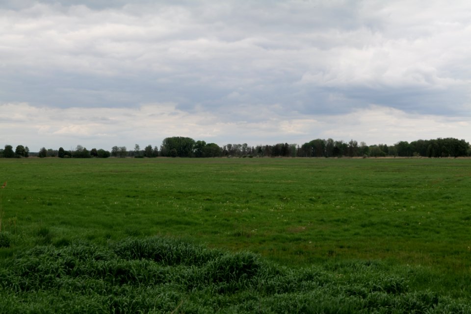 Meadow in Fehrbellin 2020-05-15 22