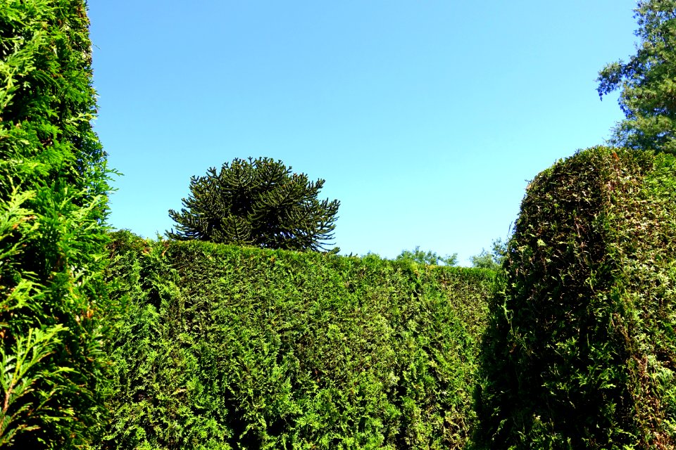 Maze - VanDusen Botanical Garden - Vancouver, BC - DSC07033