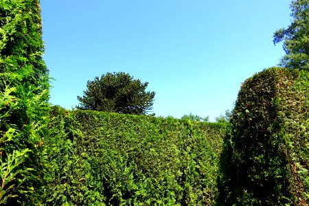 Maze - VanDusen Botanical Garden - Vancouver, BC - DSC07033