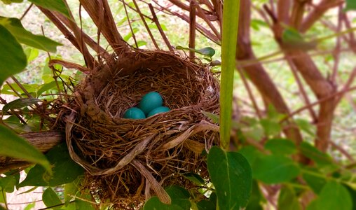 Bird nest robins nest blue photo