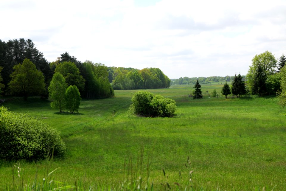 Meadow in Densow 2021-05-29 08