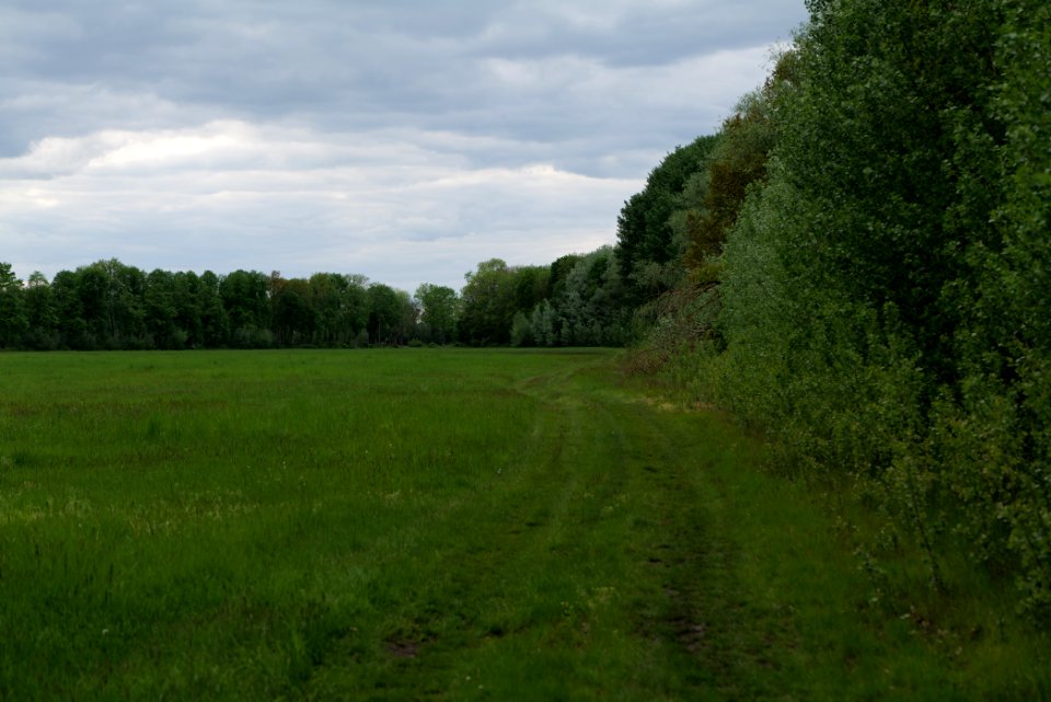 Meadow in Kremmen 2020-05-15 03