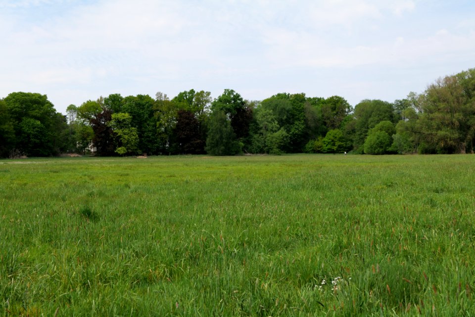 Meadow in Pinnow 2020-05-10 03