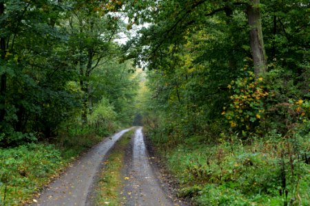Maulbach forest 2020-10-08 03