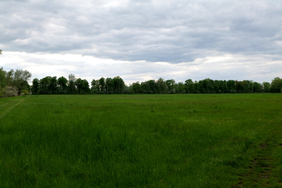 Meadow in Kremmen 2020-05-15 06