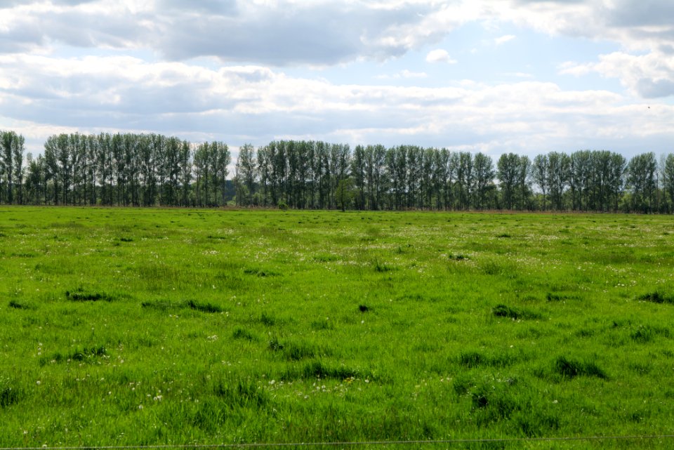 Meadow in Nauen 2020-05-15 08