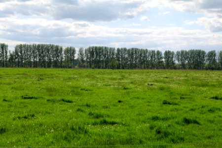 Meadow in Nauen 2020-05-15 08