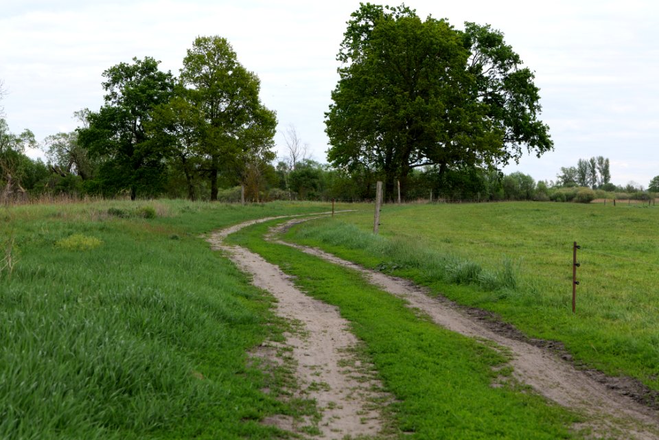 Meadow in Fehrbellin 2020-05-15 14
