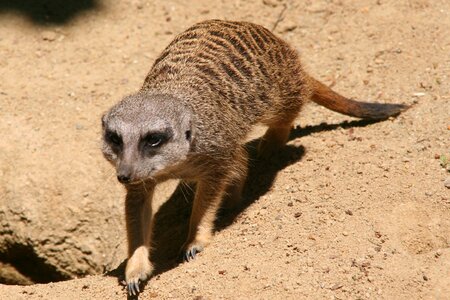 Meerkat tiergarten zoo