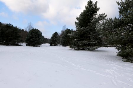 Meadow Fichtewiese Erlengrund Spandauer Forst with snow 2021-02-10 02
