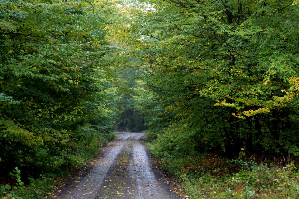 Maulbach forest 2020-10-08 07