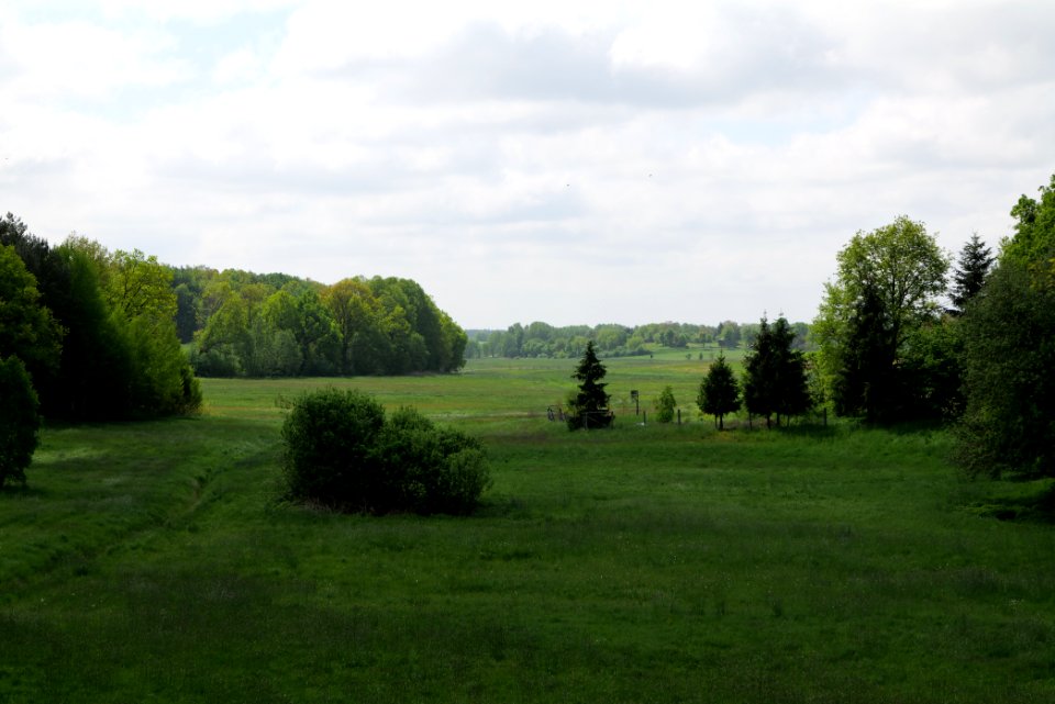 Meadow in Densow 2021-05-29 02