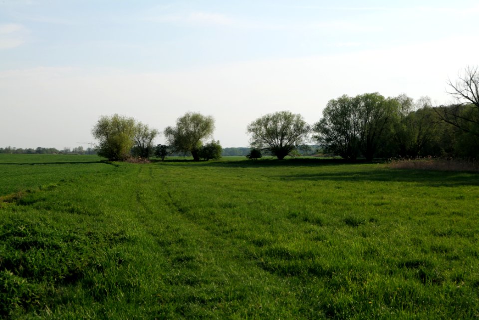 Meadow in Brusendorf 2021-05-11 25