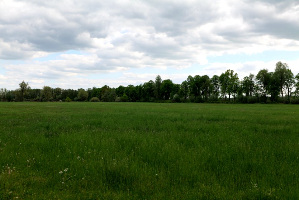 Meadow in Kremmen 2020-05-15 08