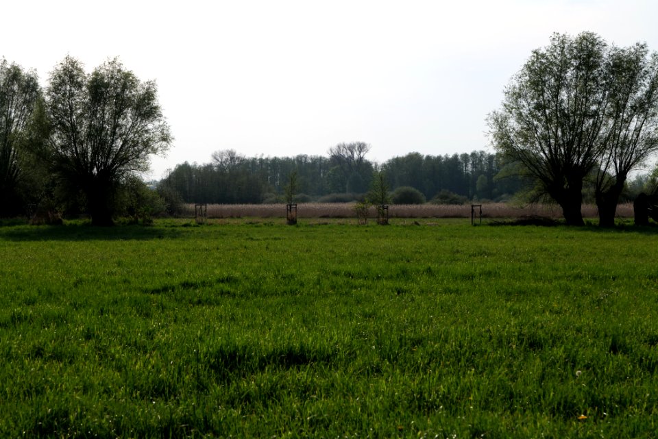 Meadow in Brusendorf 2021-05-11 20