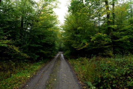 Maulbach forest 2020-10-08 05