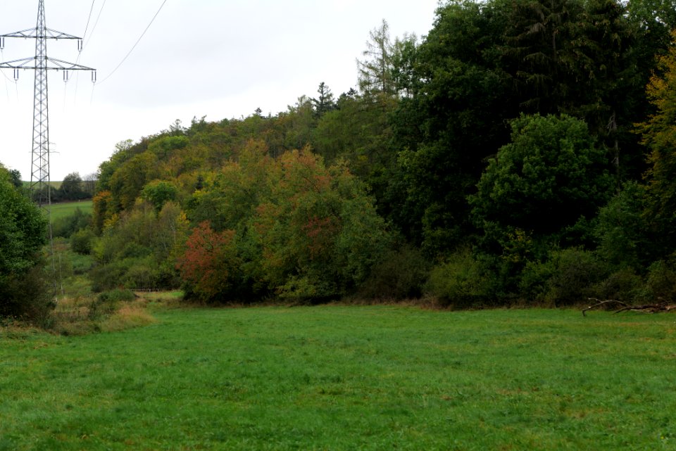 Maulbach forest 2020-10-05 20
